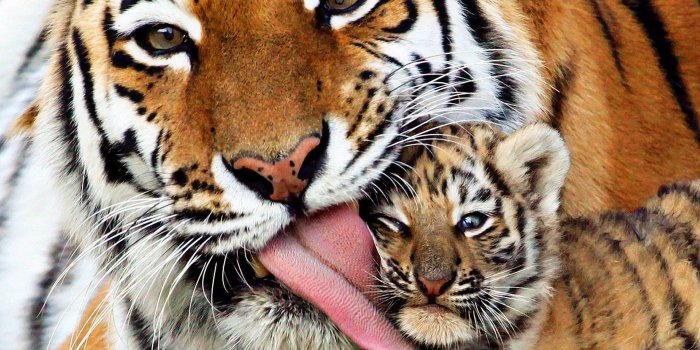 1920x1080 45+ Geometric Tiger Wallpapers - Download at WallpaperBro