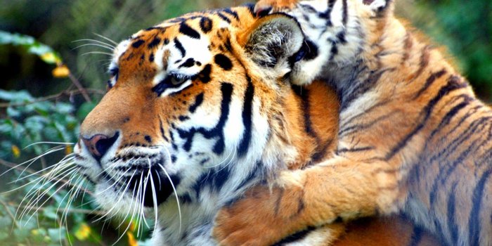 1600x1200 Cute Baby Tiger Wallpaper - Wall.BestPoemView.CO