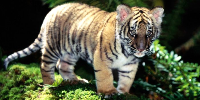 1600x1200 TK/72 | The Amur tiger, wallpapers album