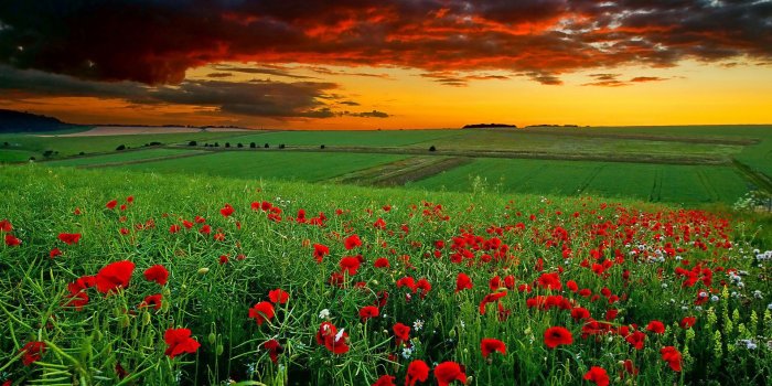 1920x1080 Unique Nature Wallpapers - Top Free Unique Nature Backgrounds