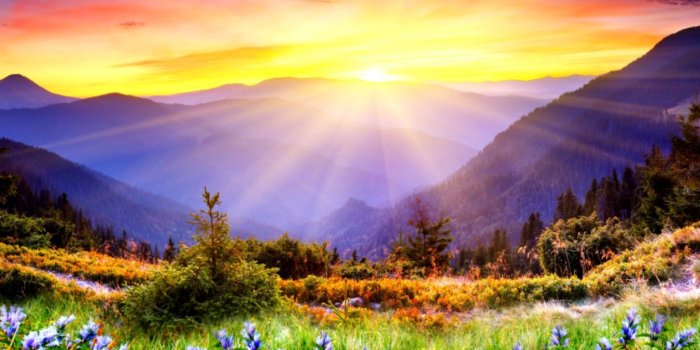 1350x888 Nature Wallpaper Unique Tree | Wallpapers Lock Screen