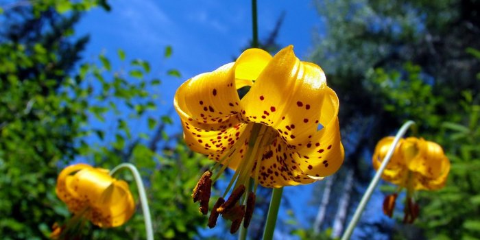 1680x1050 Beauty of Nature Wallpaper Flowers Nature Wallpapers in jpg format