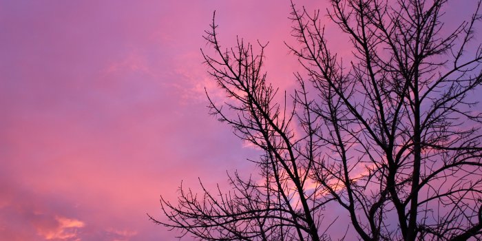 3456x2304 leafless tree behind indigo color sky free image | Peakpx