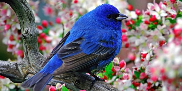 1024x768 Desktop Wallpapers » Animals Backgrounds » Male Indigo Bunting » www
