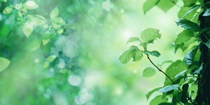 1024x768 55+ Green Nature Wallpapers - Download at WallpaperBro