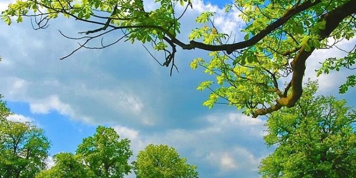 750x1334 Mithun | Version in 2019 | Nature wallpaper, Spring scenery, Nature