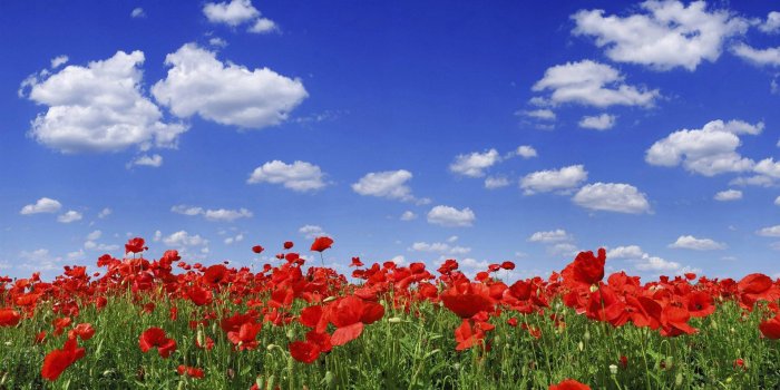 1920x1080 Download Flower Hd Wallpaper Unique Nature 8680 Wallpaper Wallpaper