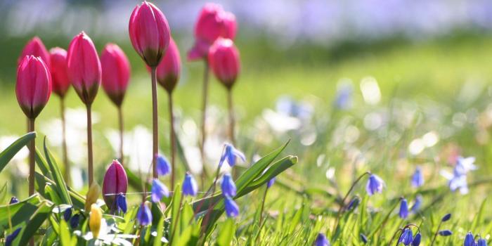 1920x1080 Nature flowers beautiful | Wallpaper CDN | Flowers | Spring flowers