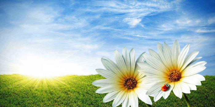 1920x1080 Nature Flower Wallpapers