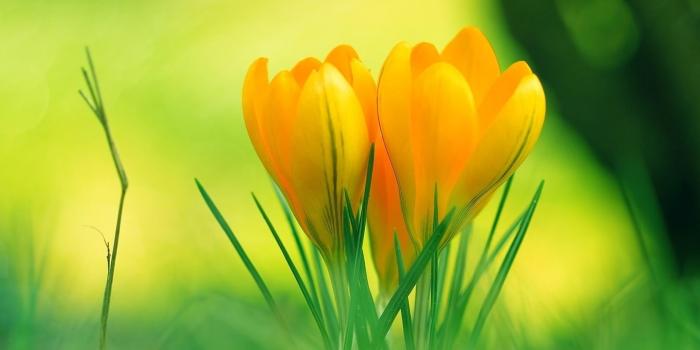 2560x2048 Nature Flower Wallpapers