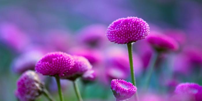 1920x1200 Beautiful Flowers Nature Wallpaper Hd 12 Widescreen - Flower