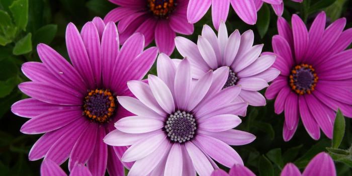 1920x1200 40 Beautiful Flower Wallpapers for your Desktop Mobile and Tablet