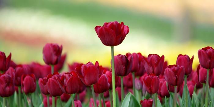 1920x1080 63+ Beautiful Flowers Wallpapers on WallpaperPlay