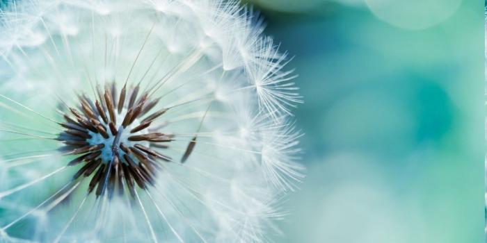 1366x768 2823100 dandelion flowers nature macro wallpaper and background