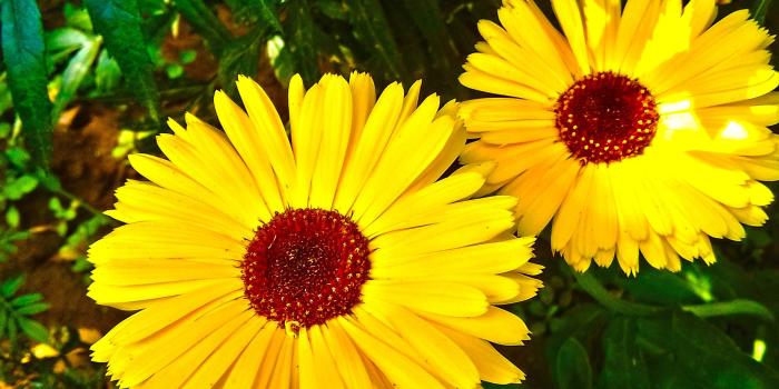 2448x3264 Nature Photos » Yellow Flowers Nautre » NSempire