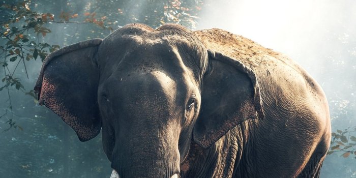 1440x2960 1440x2960 Elephant Samsung Galaxy Note 9,8, S9,S8,S8+ QHD HD 4k