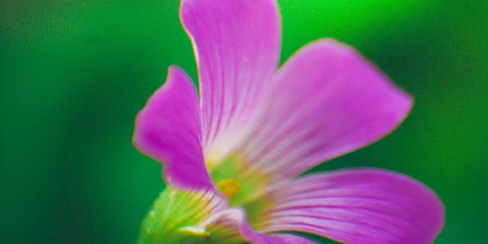 2000x3008 2950354 flowers nature natural light green macro plants wallpaper