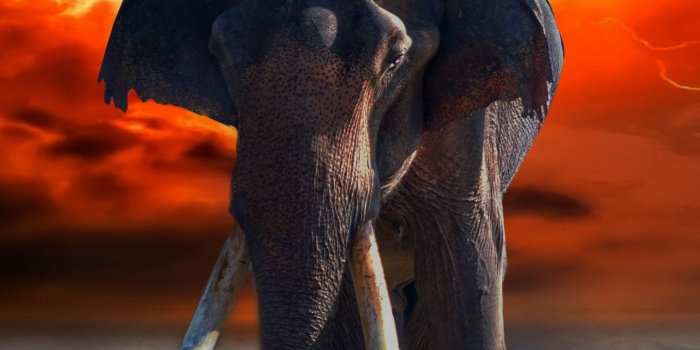 1440x2560 Download wallpaper 1440x2560 elephant, lightning, photoshop, fantasy