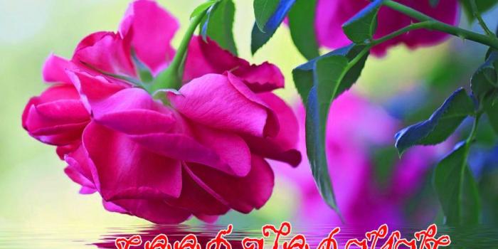 1160x900 652+ Good Morning Image With Beautiful Flowers Nature