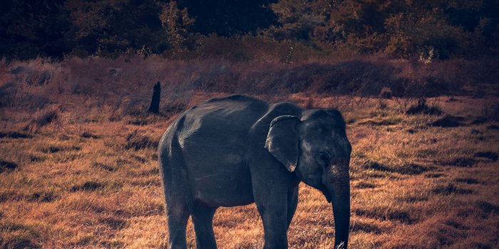 3415x3415 Wallpaper Elephant, Wildlife, African Elephant - Galaxy Elephant