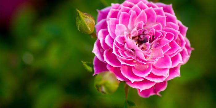 1920x1200 rose, #pink, #wallpaper, #hd, #flower, #nature, #garden - Hd