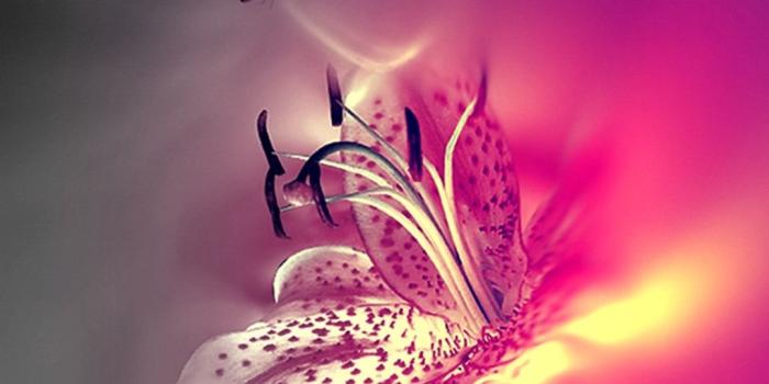 1080x1920 Pink Butterfly Wallpaper - (35+) Group Wallpapers