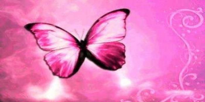 2560x1440 Pink Butterfly Wallpapers - Cute Pink Butterfly, Download Wallpapers