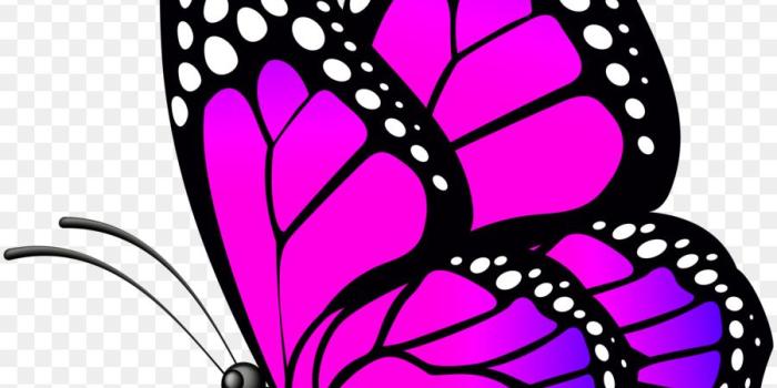 900x1120 Butterfly Png Wallpaper & Free Butterfly Wallpaper.png Transparent