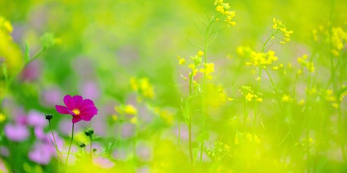 1920x1200 Nature Flower Picture Hd Free Wallpaper & Backgrounds