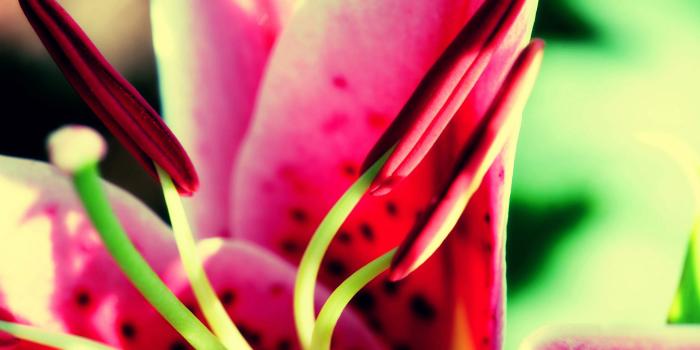 1920x1200 Free download Flower Nature Wallpapers HD Wallpapers [1920x1200] for