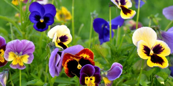 2560x1600 Pansy Flowers Nature Wallpaper 50003 2560x1600px
