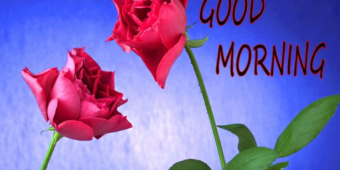 1684x1010 652+ Good Morning Image With Beautiful Flowers Nature