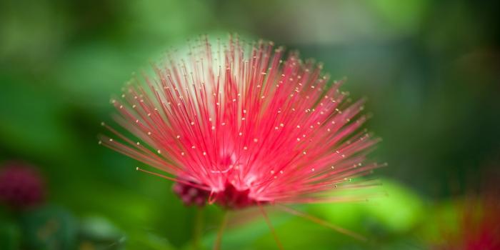 2560x1600 73+ Nature Flower Wallpapers on WallpaperPlay