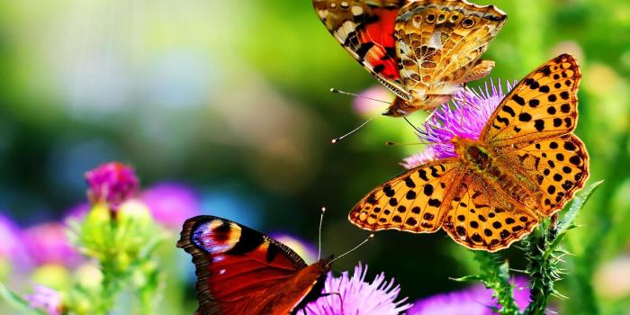 1600x1000 Wallpapers of flowers and nature – Flower Wallpapers, Best