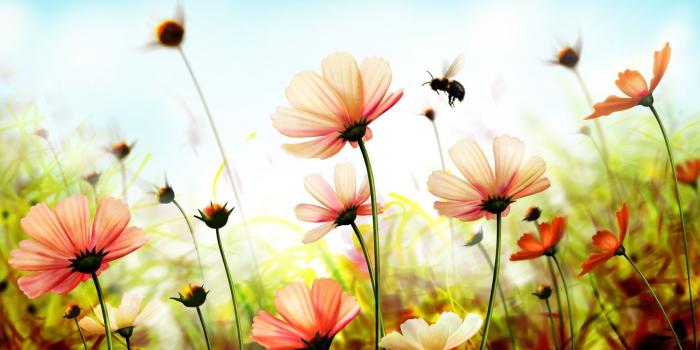 1920x1080 Flowers Laptop Wallpapers - Top Free Flowers Laptop Backgrounds