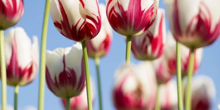 1000x1500 Best 100+ Flower Images [HQ] | Download Free Flower Pictures on Unsplash