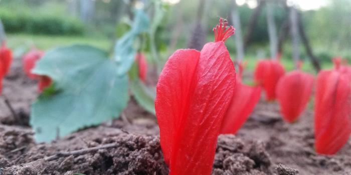 5312x2988 Free stock photo of beautiful flowers, nature wallpaper