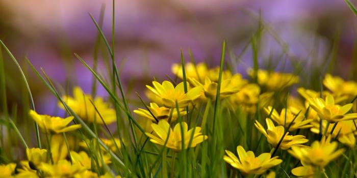 4608x2944 113509 #green grass, #4k, #Flowers, #nature, #HD wallpaper | Nature