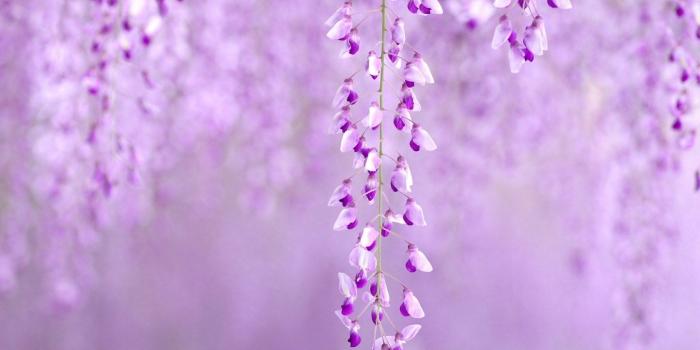 1680x1050 Wisteria Lilac Flowers Nature wallpaper | 1680x1050 | #23739