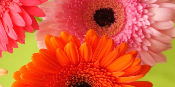 731x1092 Wallpaper Of Nature And Flowers - Flower Nature Wallpaper Hd For