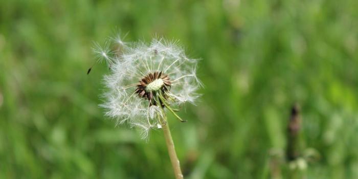 1332x850 Wallpaper summer, dandelion, macro flowers nature images for desktop