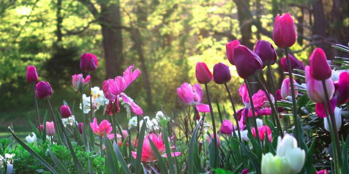 1156x700 Meadow garden flowers nature wallpaper | 2447x1482 | 148646