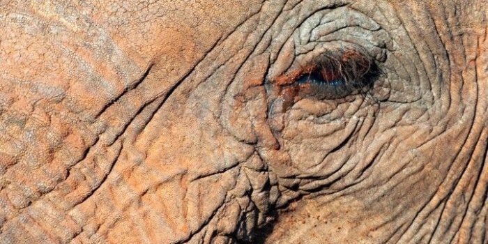720x1280 Download 720x1280 Elephant, Eyes, Close-up, Face Wallpapers for