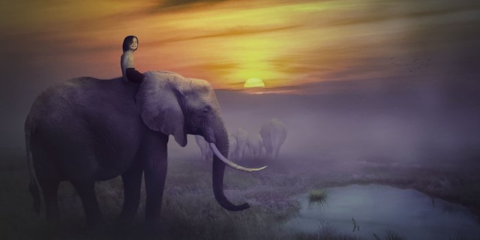 1680x1050 Elephant Safari at Sunset ❤ 4K HD Desktop Wallpaper for 4K Ultra HD