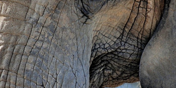 1440x2592 Download 1440x2960 wallpaper elephant, muzzle, domestic, big animal