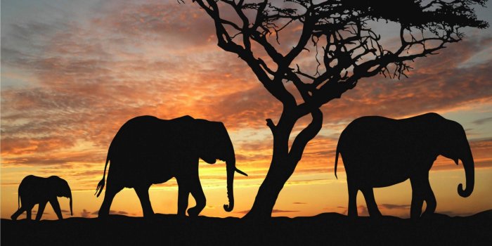 2880x1800 Elephant Wallpaper (73+ images)