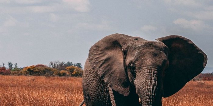 800x1280 Download wallpaper 800x1280 elephant, walk, proboscis, grass samsung