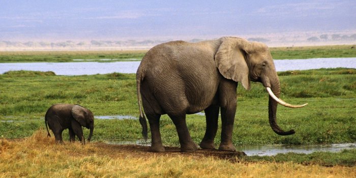 1920x1080 Baby Elephant Wallpaper (66+ images)