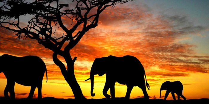 1280x800 Creative Arts, Africa, Painting, Grassland, Elephant Wallpaper for