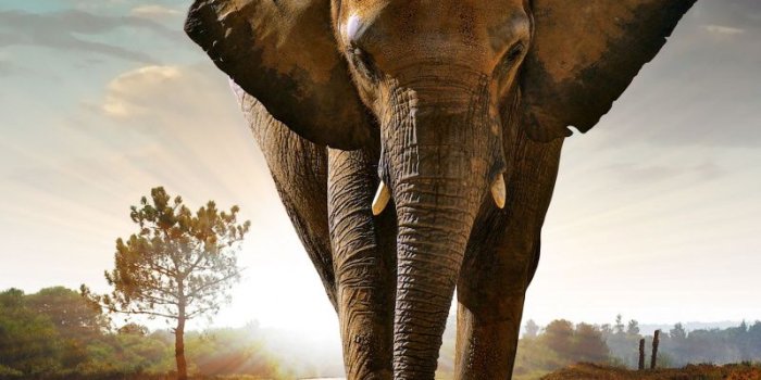 800x1280 Download 800x1280 Wallpaper Elephant, Walking On The Road, Animal